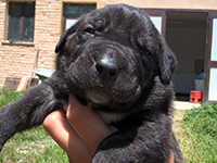 puppies cane corso rustic